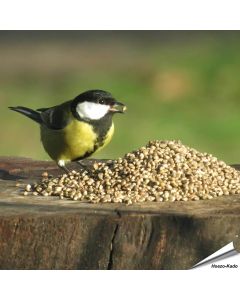 Hanfsamen als Einzelfutter für Wildvögel ✔️ Eiweiss- und proteinreiches Wildvogelfutter ✔️ Futterhanf ohne THC ➤ Jetzt online bestellen bei Alles für Vögel