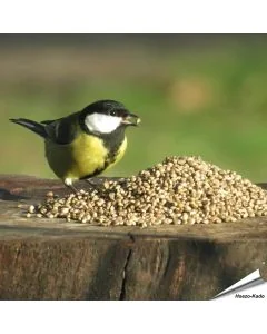 Hanfsamen als Einzelfutter für Wildvögel ✔️ Eiweiss- und proteinreiches Wildvogelfutter ✔️ Futterhanf ohne THC ➤ Jetzt online bestellen bei Alles für Vögel