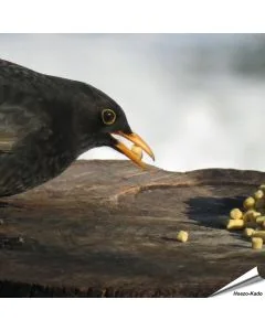 Traktatie met insecten