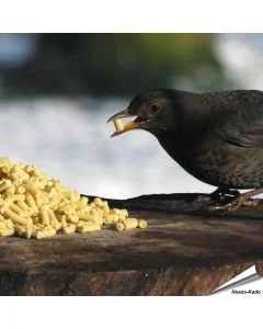 Leckerbissen mit Insekten für Wildvögel - www.allesfuervoegel.de