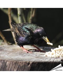 Nahrhafte Fett-Leckerbissen mit Mehlwürmer für Stare