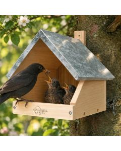 Nistkasten für Amseln aus Naturholz mit Zinkdach. Halboffene Nisthilfe mit Bodenbelüftung und praktischer Aufhängung. Jetzt entdecken!