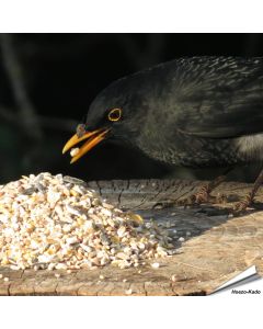 Aniculis - Premium Wildvogelfuttermischung mit Anissamen ✔️ Anissamen können das Immunsystem stimulieren ✔️ Ganzjährig - Für Gartenvögel ✔️ Online kaufen bei Alles für Vögel