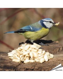 Äusserst hochwertige, blanchierte Erdnüsse für Vögel ✔️ Reich an Ballaststoffen, Ölen und Proteinen ✔️ Ganzjähriges, energiereiches Wildvogelfutter ➤ www.allesfuervoegel.de