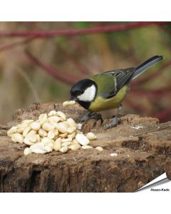 Äusserst hochwertige, blanchierte Erdnüsse für Vögel ✔️ Reich an Ballaststoffen, Ölen und Proteinen ✔️ Ganzjähriges, energiereiches Wildvogelfutter ➤ Bestelle bei www.allesfuervoegel.de