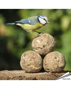Insektenfett-Meisenknödel ✔️ Energie- und proteinreiche Futterknödel ohne Netz ✔️ Hoher Fettgehalt ✔️ Ganzjährig zu verwenden ➤ Online kaufen bei Alles für Vögel