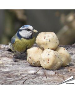 Premium Mini-Meisenknödel mit Insekten - für Gartenvögel - erhältlich auf www.allesfuervoegel.de