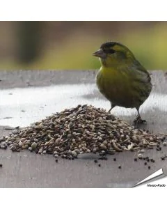 Wildvogel-Futtermischung speziell für Samenfresser ✔️ Vielseitige Saatenmischung - Naturnah und artgerecht ✔️ Reich an Energie und Nährstoffen ➤ Bestelle online bei Alles für Vögel