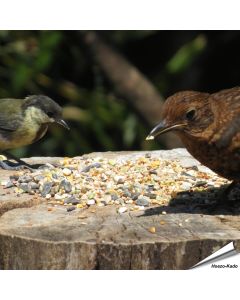 Premium Vogelfuttermischung - Weizenfrei
