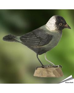 Dohle (Corvus monedula) | Handgeschnitzt | Online kaufen | Alles für Vögel