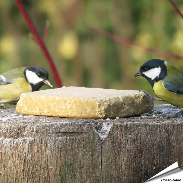Vegetarische Futterblöcke für Wildvögel ✔️ Keine tierischen Produkte - Rein pflanzlich ✔️ Ohne Palmöl ✔️ Nachhaltig, gesund und lecker ➤ Alles für Vögel