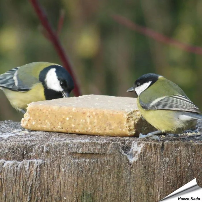 Vegetarischer Fettblock mit Erdnüssen ✔️ Keine tierischen Produkte - Rein pflanzlich ✔️ Ohne Palmöl ✔️ Nachhaltig, gesund und lecker ➤ Alles für Vögel