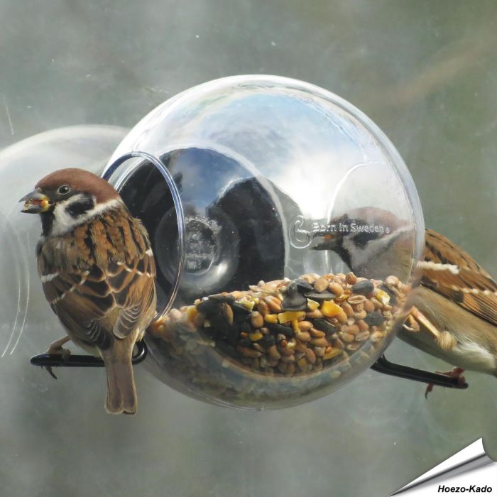 Füttere kleine Vogelarten direkt am Fenster mit diesem Design-Futterhaus ✔️ Hergestellt aus Recycling-Kunststoff ✔️ UV-beständige Ausführung ➤ Bestelle jetzt online bei Alles für Vögel