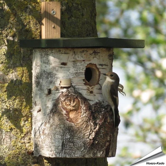 Birken-Nistkasten für Wildvögel | 32mm Einflugöffnung