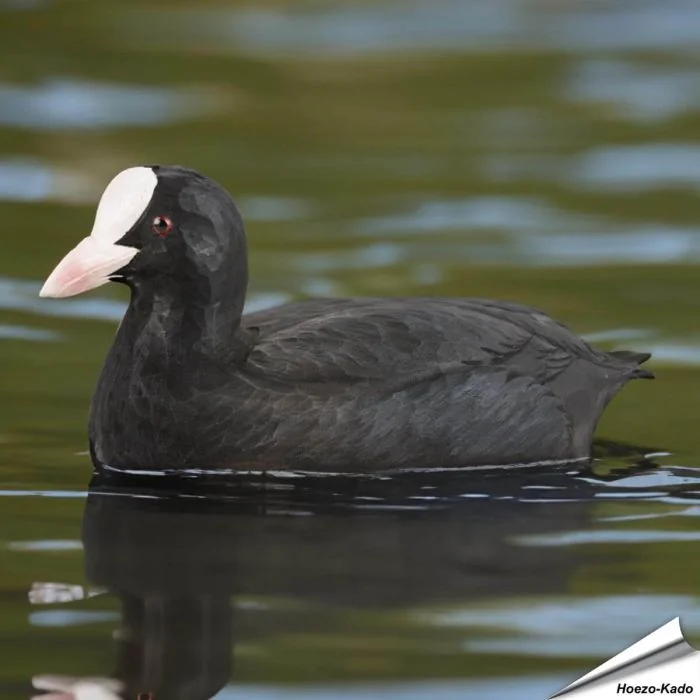 Bläßhuhn (Fulica atra) | Handgeschnitzt | Vogelmodell