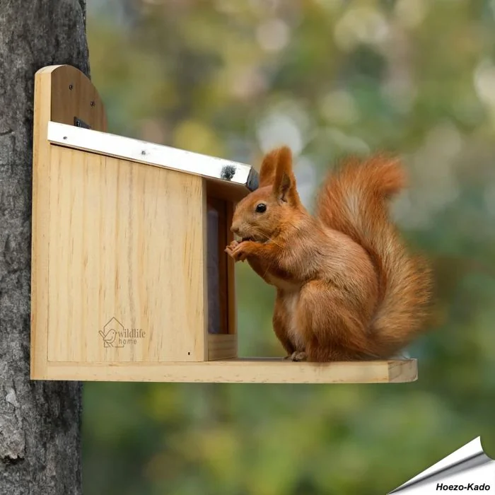 Futterhaus für Eichhörnchen XL ✔️ Nachhaltiges Kiefernholz, verschraubte Konstruktion ✔️ Verkürzte Plexiglas-Scheibe ✔️ Metall-Dach ➤ Bestelle bei Alles für Vögel
