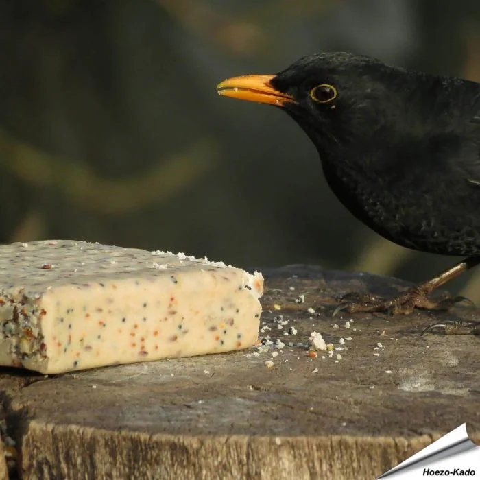 Energieblock mit Mehlwürmern von Aniculis für Wildvögel
