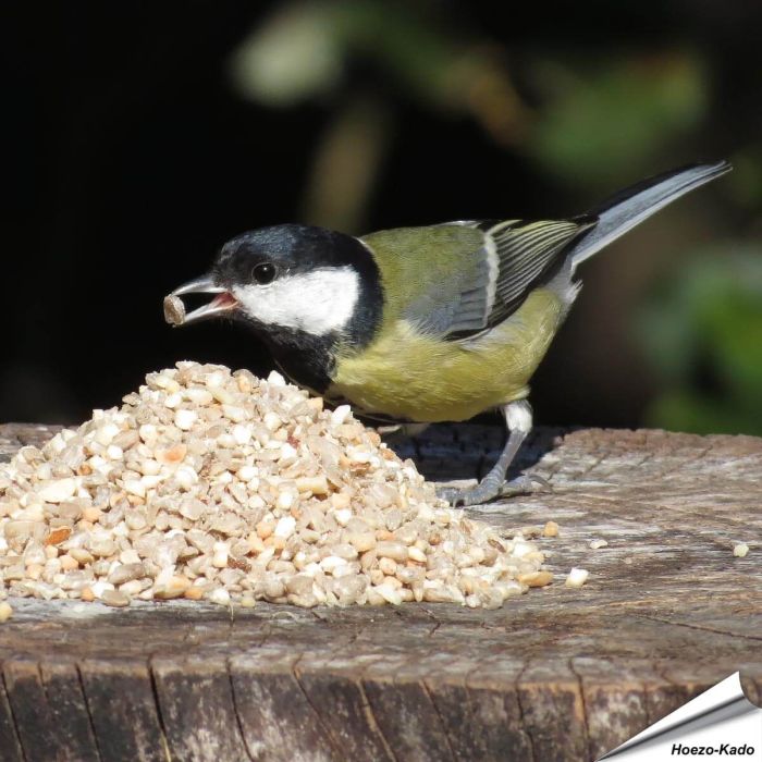 Futtermischung für kleine Vögel - Unkrautfrei (5 kg)