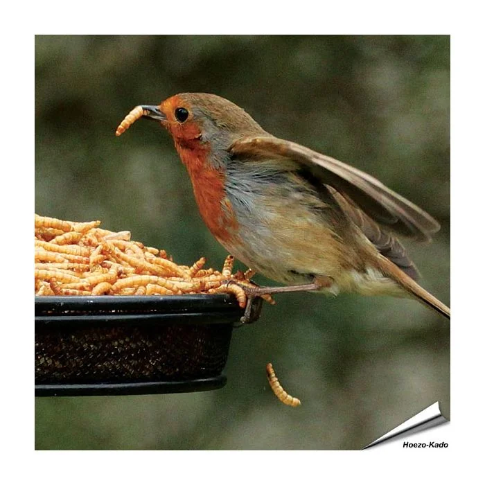 Schonend getrocknete Mehlwürmer für Tiere von Aniculis ✔️ Hoher Anteil an Proteinen, Vitaminen und Nährstoffen ✔️ 100% Naturprodukt ➤ Bequem online bestellen bei Alles für Vögel