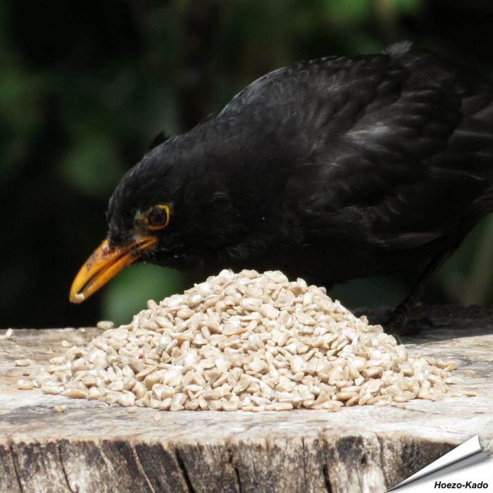 Gehackte, geschälte Sonnenblumenkerne für Wildvögel - Alles für Vögel Online Shop