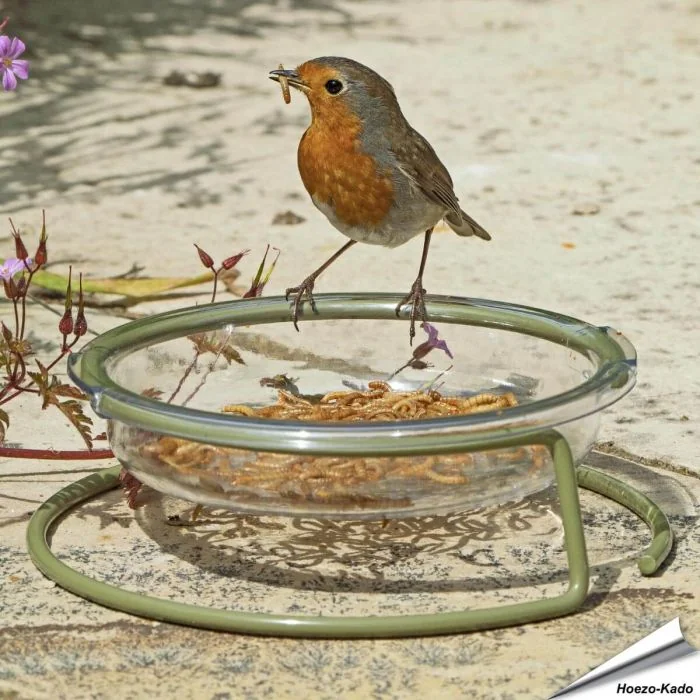 Grundfuttertisch für Rotkehlchen & Co. | Alles für Vögel