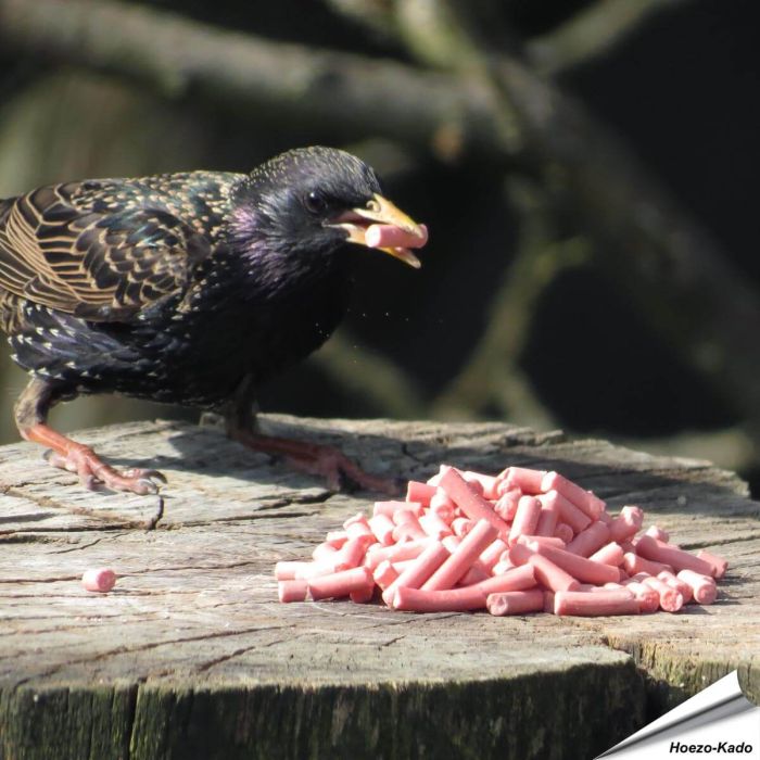 Beere-Leckerbisse für Stare
