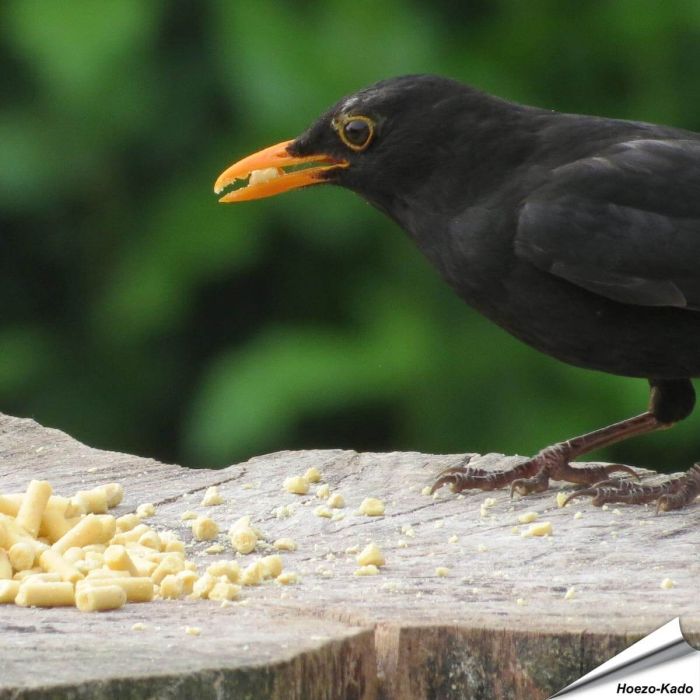 Leckerbissen mit Insekten (1.5 kg)