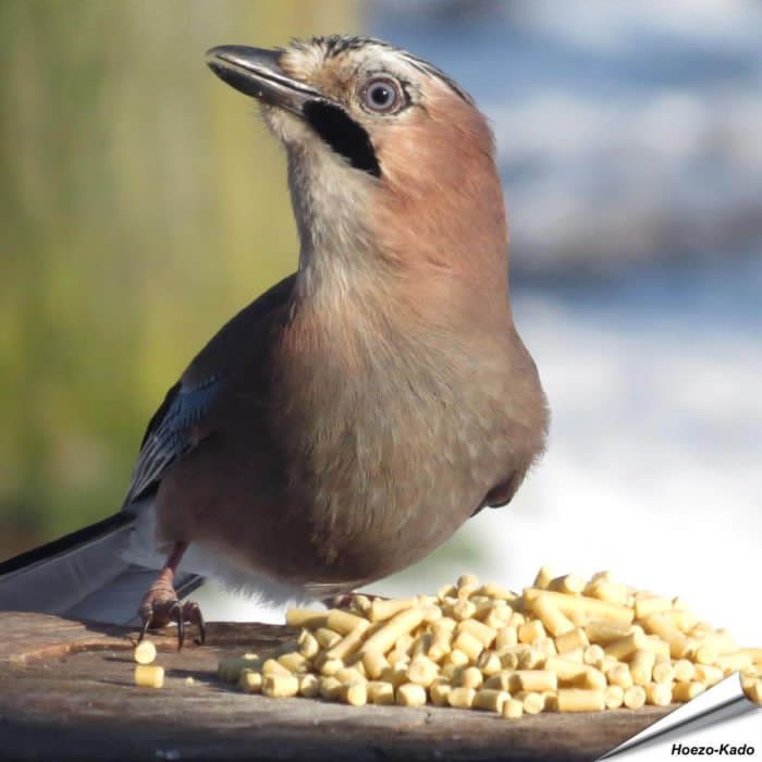 Leckerbissen mit Insekten (12.55 kg)
