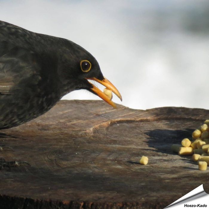 Leckerbissen mit Insekten (5 kg)