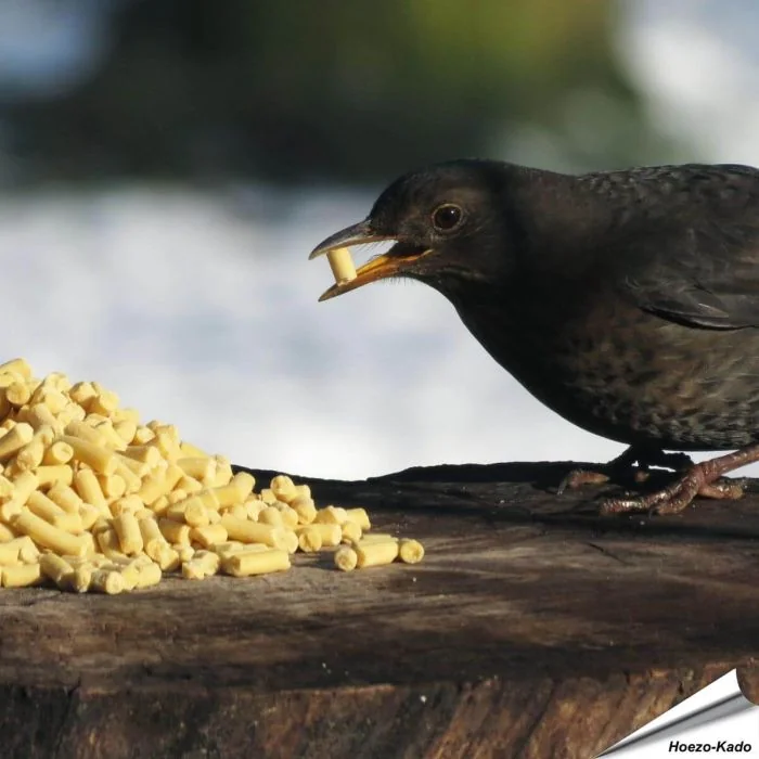 Leckerbissen mit Insekten für Wildvögel - www.allesfuervoegel.de