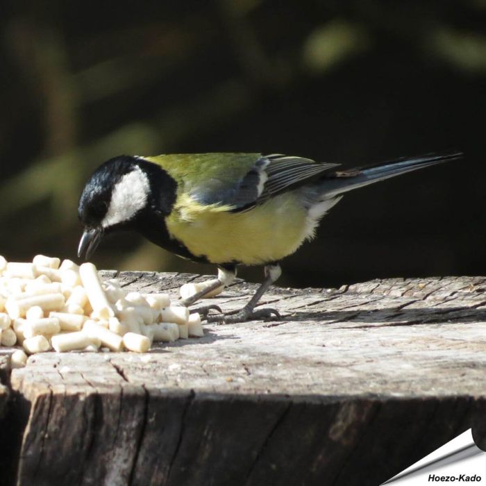 Leckerbissen mit Mehlwürmern für Gartenvögel