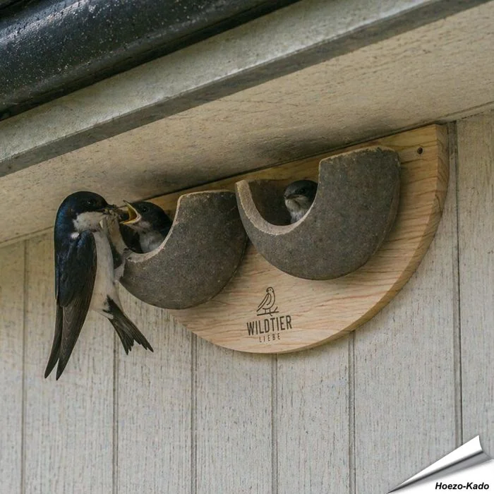 Nisthilfe für Mehlschwalben mit 2 Nistschalen ✔️ Mehlschwalbennest ✔️ Schalenförmige Nisthilfe ✔️ Hochwertige Verarbeitung ➤ Bestelle direkt auf Alles für Vögel