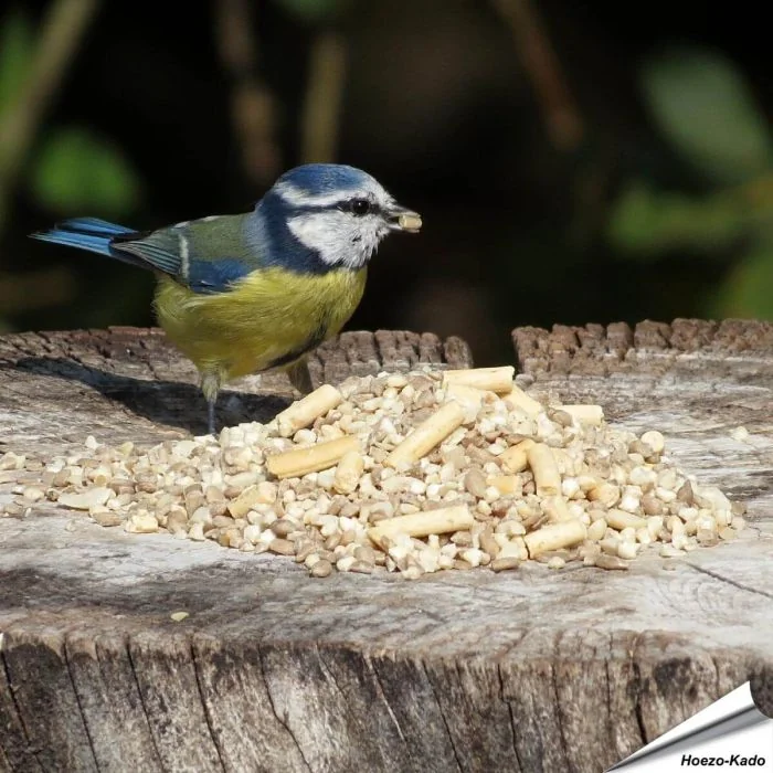 Hochwertiges, unkrautfreies Wildvogelfutter speziell für kleine Vogelarten ✔️ Mit Sonnenblumenkernen, Erdnüssen und Insekten-Leckerbissen ✔️ Energie- und proteinreichen ➤ Bestelle bei Alles für Vögel