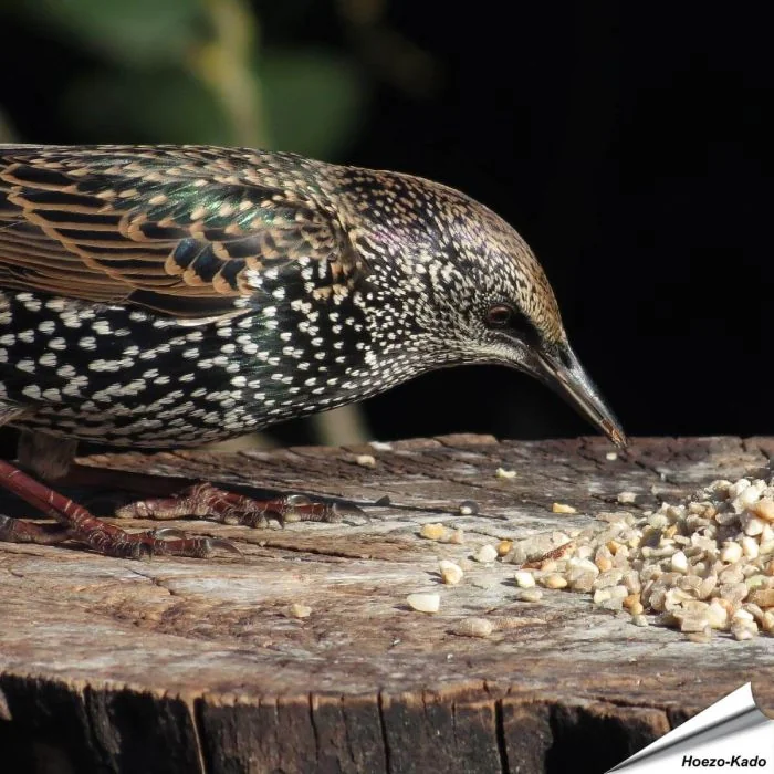 Futtermischung für kleine Vögel - Unkrautfrei (12.55 kg)