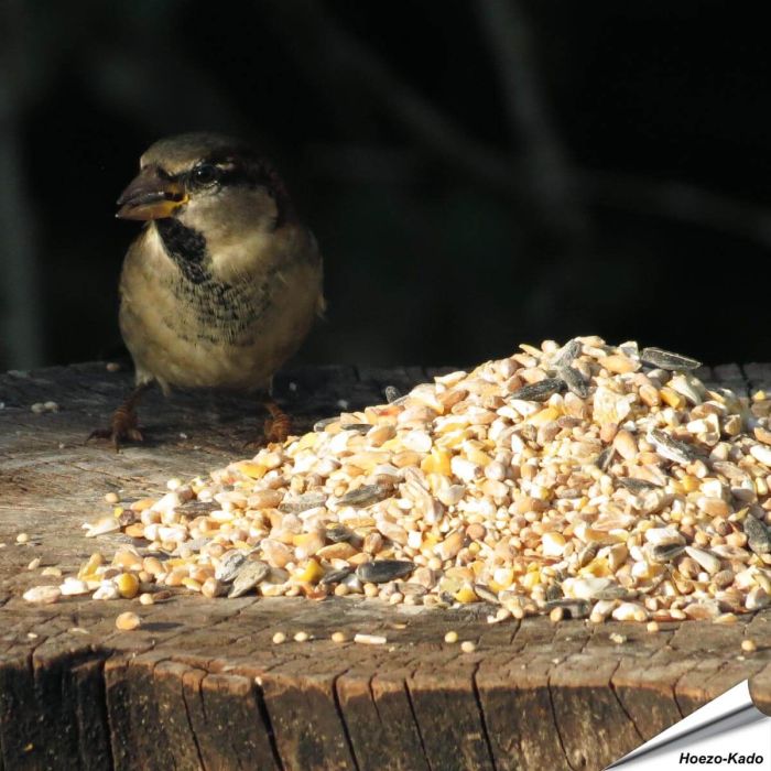 Premium Futtersäulen-Mix für Wildvögel mit Anissamen - www.allesfuervoegel.de