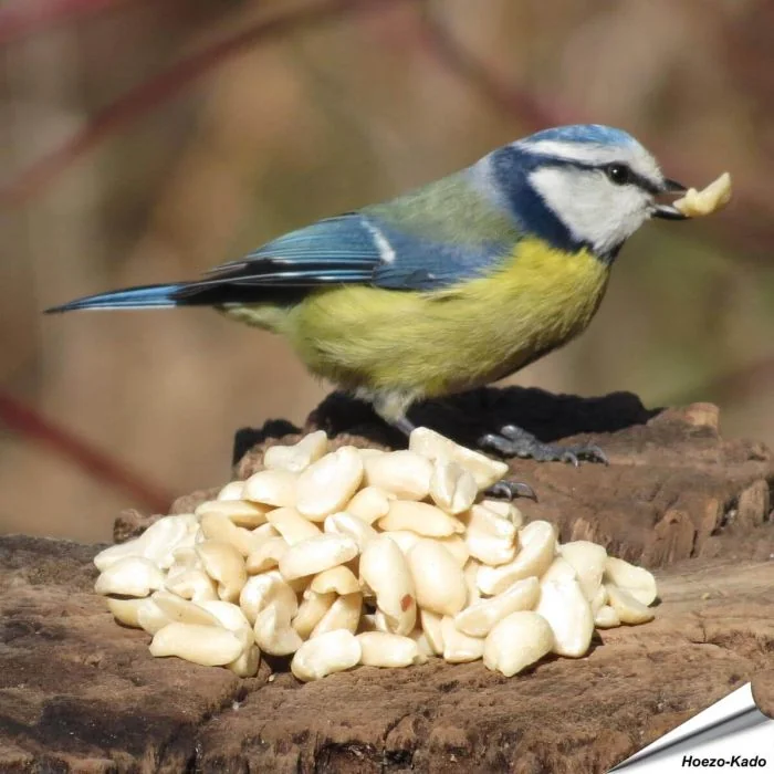 Äusserst hochwertige, blanchierte Erdnüsse für Vögel ✔️ Reich an Ballaststoffen, Ölen und Proteinen ✔️ Ganzjähriges, energiereiches Wildvogelfutter ➤ www.allesfuervoegel.de