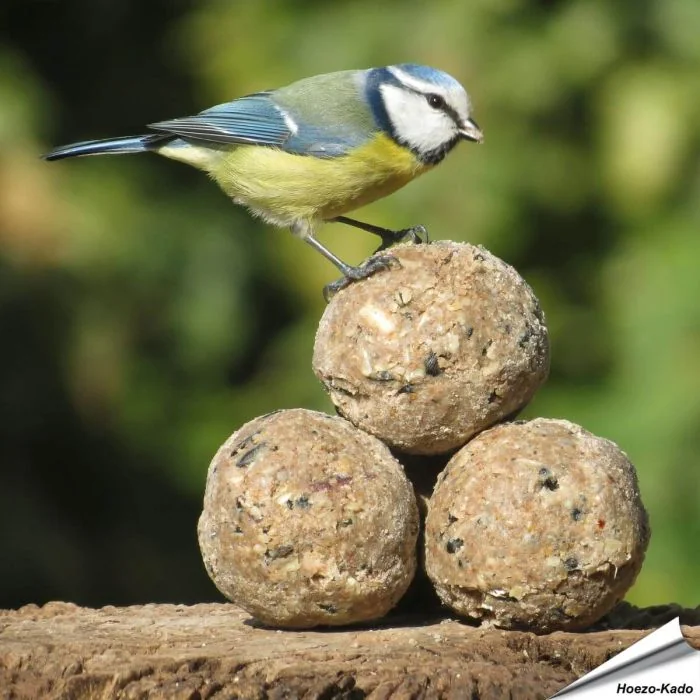 Premium Insektenfett-Meisenknödel (8 x 90g)
