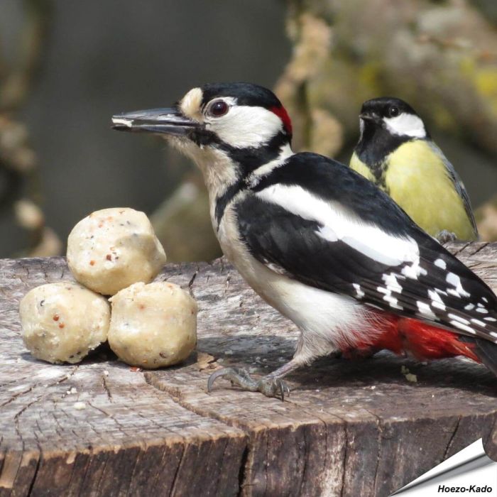 Kleine Fettknödel für Wildvögel - Wildvogelfutter - Alles für Vögel