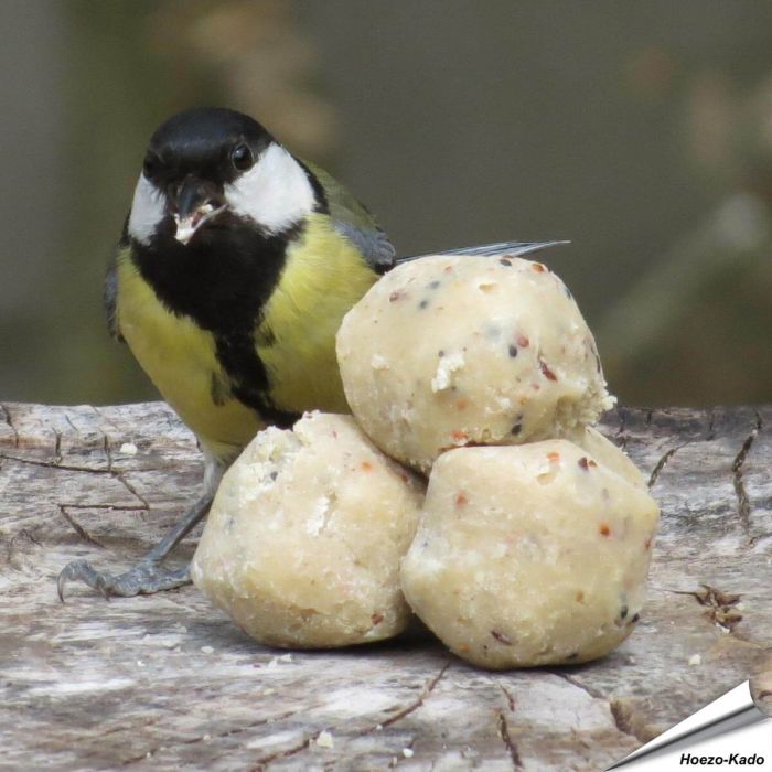 Kleine Fettknödel für Wildvögel - Wildvogelfutter - Alles für Vögel