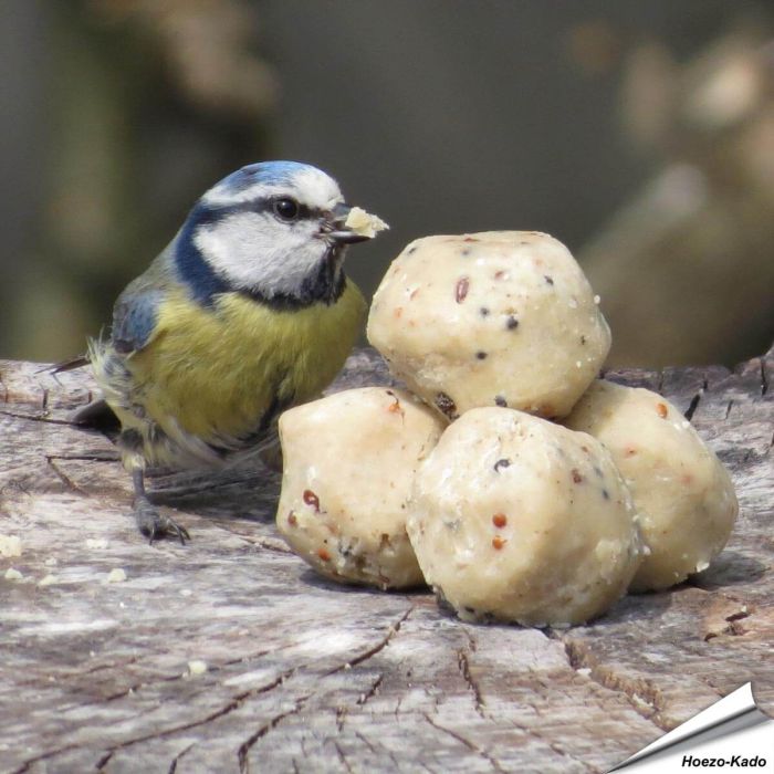 Premium Mini-Meisenknödel mit Insekten - für Gartenvögel - erhältlich auf www.allesfuervoegel.de
