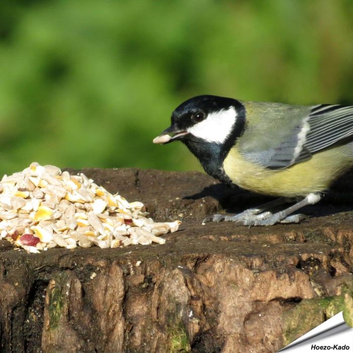 Premium Keimfreie Futtermischung - Vogelfutter für Gartenvögel