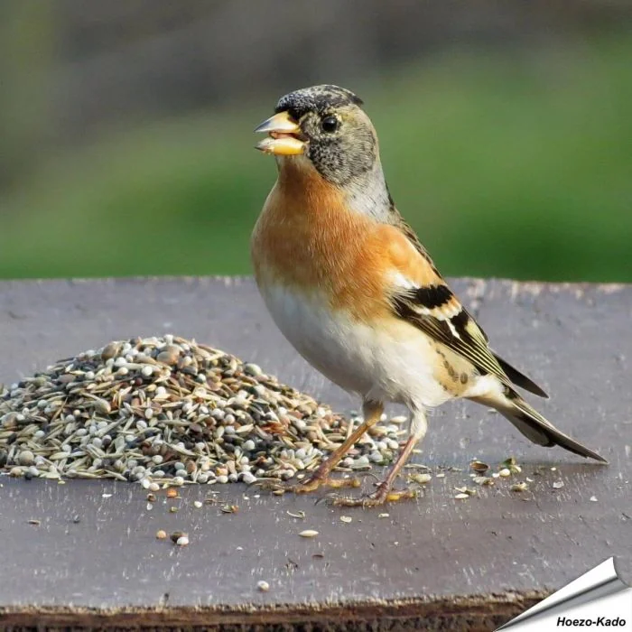 Wildvogelfutter speziell auf die Bedürfnisse von Gimpel und andere Finken zusammengestellt ✔️ Ausgewogene, natürliche Zusammensetzung ➤ Bestelle online bei Alles für Vögel