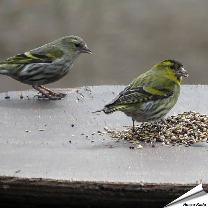 Premium Artenfutter - Finken, Stieglitze & Zeisige