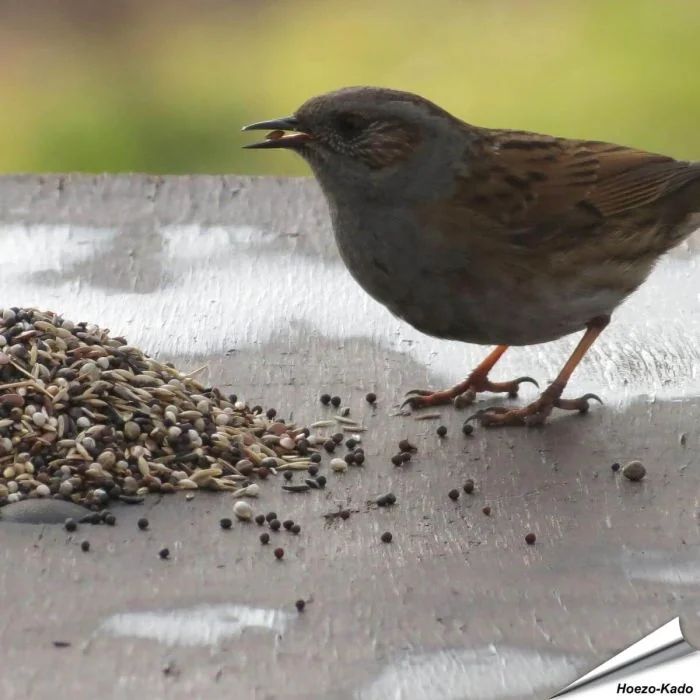 Premium Vogelfutter - Gartenvögel (2 kg)