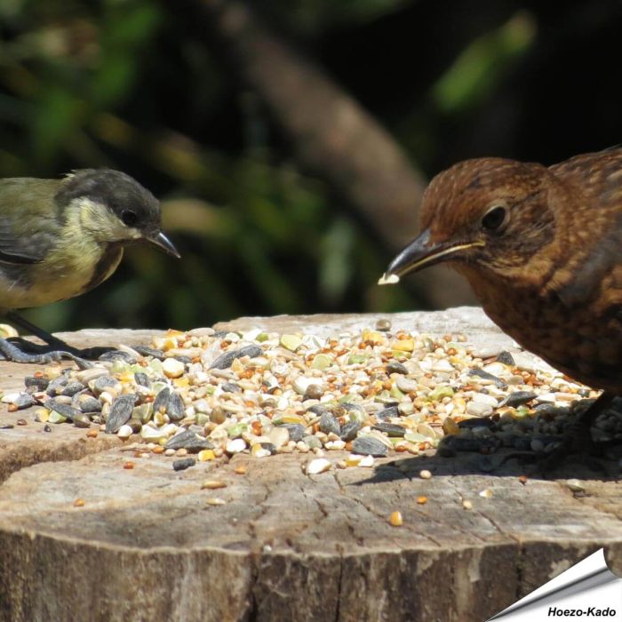 Premium Vogelfuttermischung - Weizenfrei