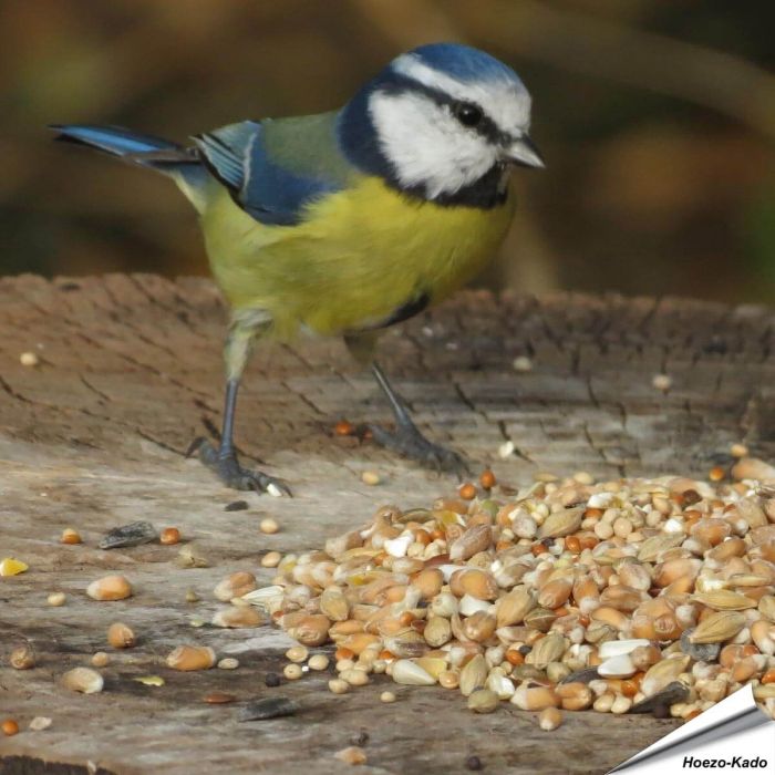 Aniculis Premium Wildvogel-Samenmischung