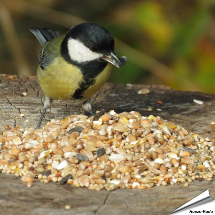 Premium-Samenmischung für Gartenvögel ✔️ Mit sorgfältig ausgewählten Samen und Getreide ✔️ Perfekt für die ganzjährige Fütterung ➤ Online kaufen auf www.allesfuervoegel.de