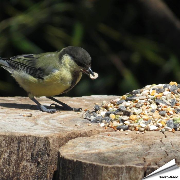 Weizenfreies Wildvogelfutter (10 kg) in Premium Qualität ✔️ Ausgewogene Futtermischung für Wildvögel ✔️ Ganzjährig - Für Gartenvögel ➤ Online kaufen bei Alles für Vögel