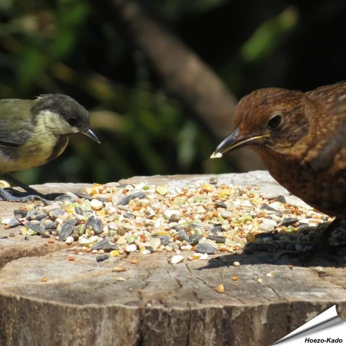 Weizenfreies Wildvogelfutter in Premium Qualität ✔️ Ausgewogene Futtermischung für Wildvögel ✔️ Ganzjährig - Für Gartenvögel ➤ Online kaufen bei Alles für Vögel