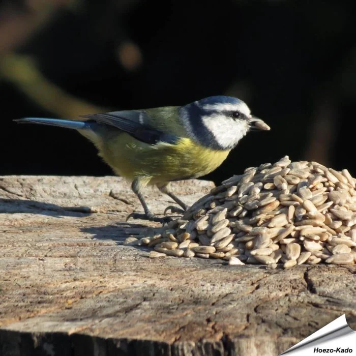 Sonnenblumenkerne geschält für Wildvögel - Alles für Vögel